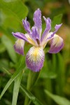 Douglas's Iris blossom detail