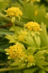 Footsteps of Spring blossoms & foliage detail