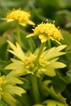 Footsteps of Spring blossoms & foliage detail