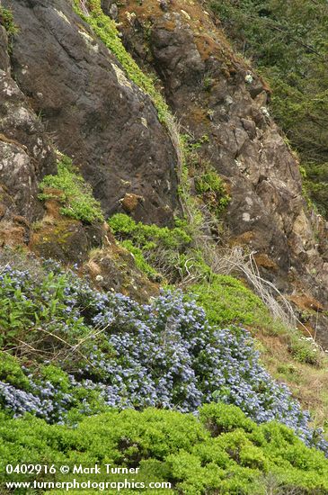 Ceanothus thyrsiflorus