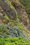 Blueblossom Ceanothus on rocky cliff