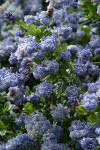 Blueblossom Ceanothus