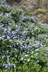 Blueblossom Ceanothus on rocky cliff