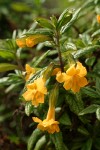 Orange Bush Monkeyflower