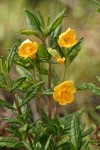 Orange Bush Monkeyflower