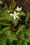 Trailing Blackberry blossoms & foliage