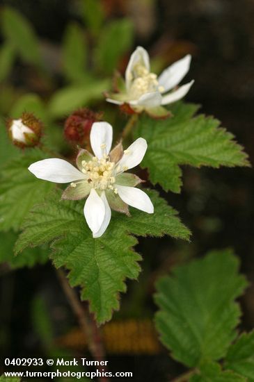 Rubus ursinus