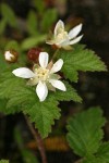 Trailing Blackberry blossoms & foliage detail