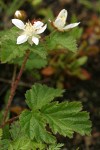 Trailing Blackberry blossoms & foliage