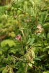 Giant Vetch blossoms, foliage & immature fruit