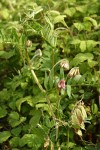 Giant Vetch blossoms, foliage & immature fruit