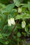 Fairy Lanterns blossoms & foliage