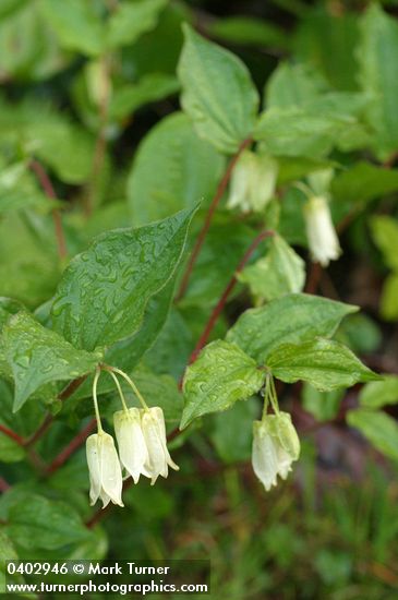 Disporum smithii