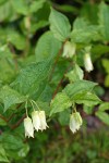 Fairy Lanterns blossoms & foliage