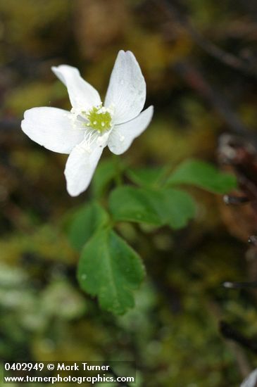 Anemone oregana