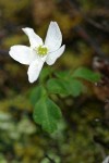 Oregon Anemone