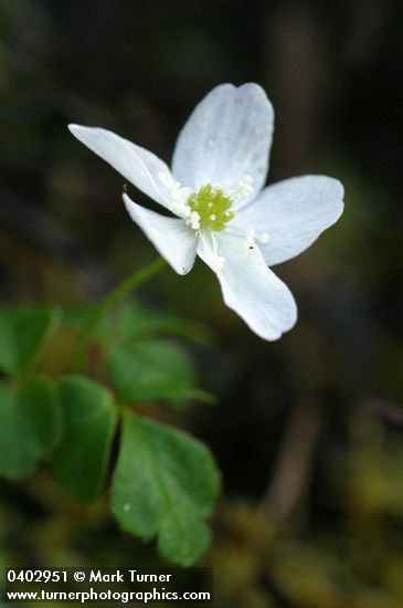 Anemone oregana