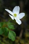 Oregon Anemone