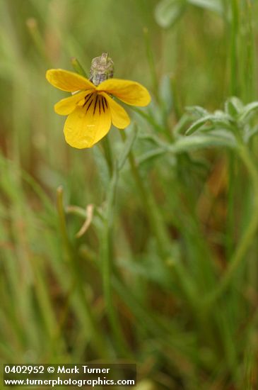 Viola douglasii