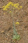 Dyers Woad