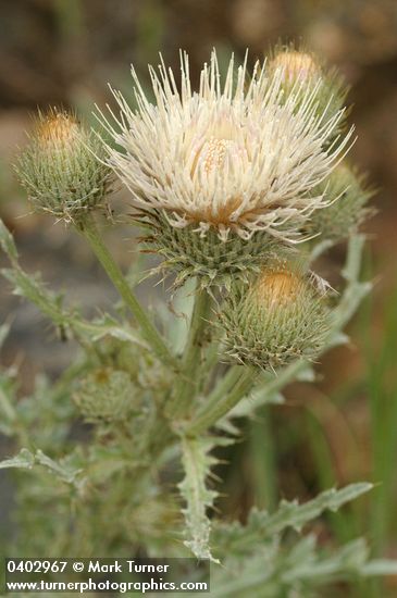 Cirsium cymosum