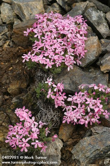 Phlox hirsuta