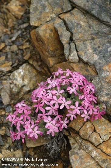 Phlox hirsuta