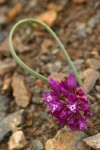 Siskiyou Onion