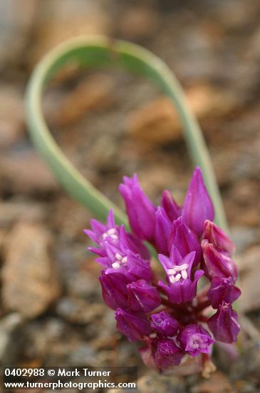 Allium siskiyouense