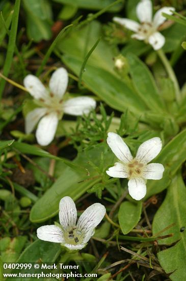 Hesperochiron californicus