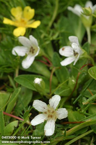 Hesperochiron californicus