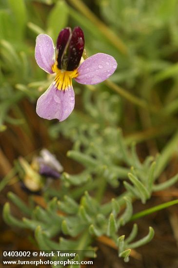 Viola beckwithii