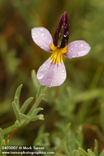 Viola beckwithii