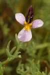 Beckwith's Violet blossom detail