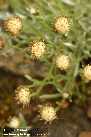 Antennaria dimorpha