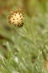 Low Pussytoes male blossom & foliage detail