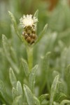 Low Pussytoes female blossom & foliage detail