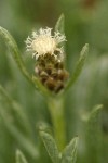 Low Pussytoes female blossom & foliage detail