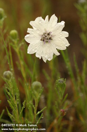 Blepharipappus scaber