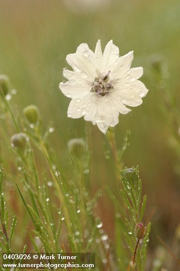 Blepharipappus scaber