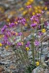 Waldo Rockcress w/ Yellow Monkeyflower soft bkgnd