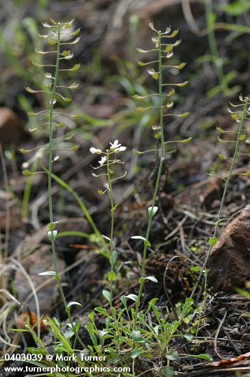 Thlaspi montanum var. siskiyouense