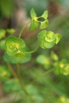 Chinese Caps blossoms