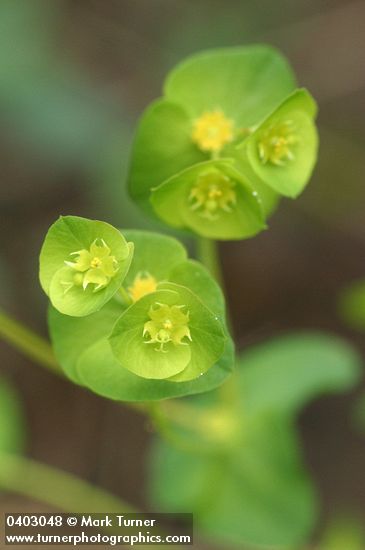 Euphorbia crenulata