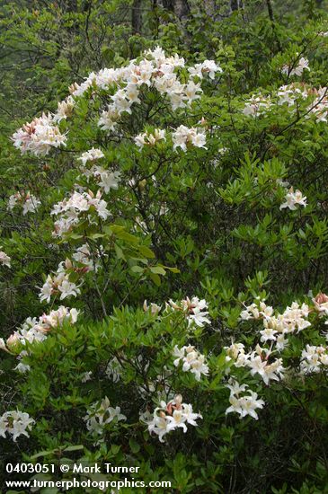 Rhododendron occidentale