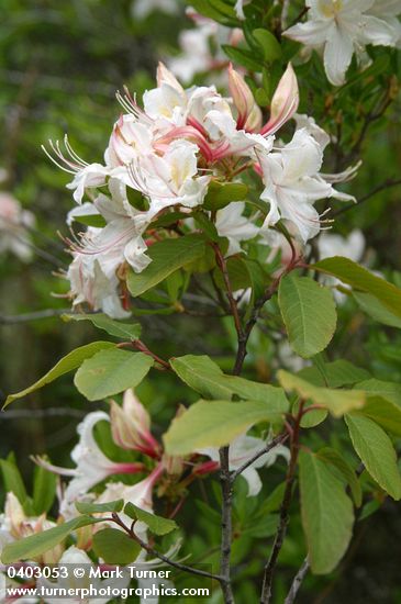 Rhododendron occidentale