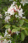 Western Azalea blossoms & foliage