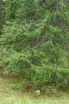 Port Orford Cedar