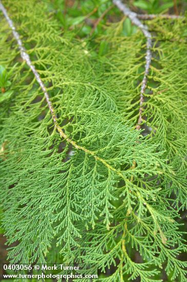 Chamaecyparis lawsoniana