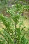Young Port Orford Cedar detail